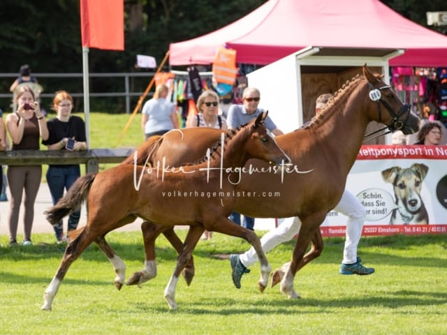 Fohlenchampionat Erste Impressionen Ring 2 24