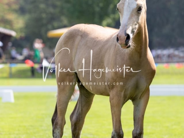 Fohlenchampionat Sieger Ring 2 19