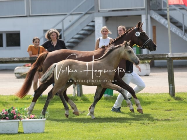 Fohlenchampionat Sieger Ring 2 20