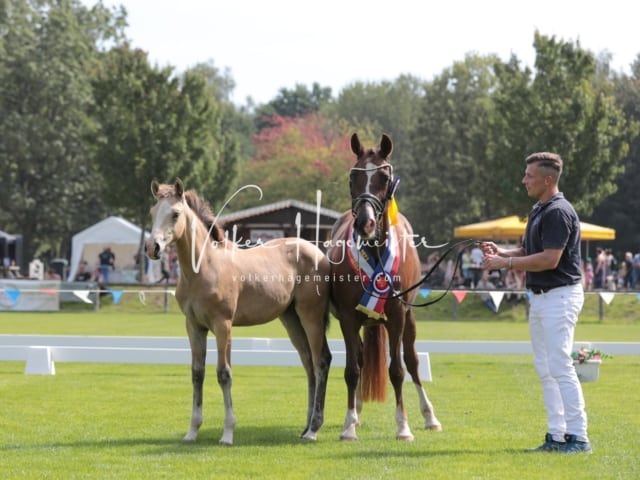 Fohlenchampionat Sieger Ring 2 21