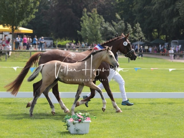 Fohlenchampionat Sieger Ring 2 22