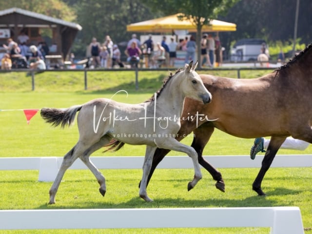 Fohlenchampionat Erste Impressionen Ring 2 25