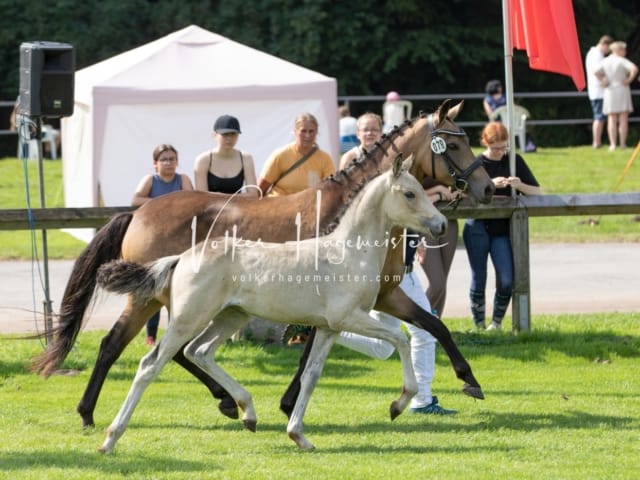 Fohlenchampionat Erste Impressionen Ring 2 26