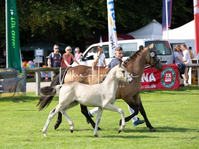 Fohlenchampionat Erste Impressionen Ring 2 27