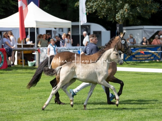 Fohlenchampionat Erste Impressionen Ring 2 28
