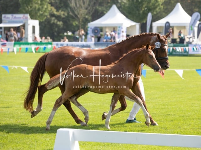 Fohlenchampionat Erste Impressionen Ring 2 29