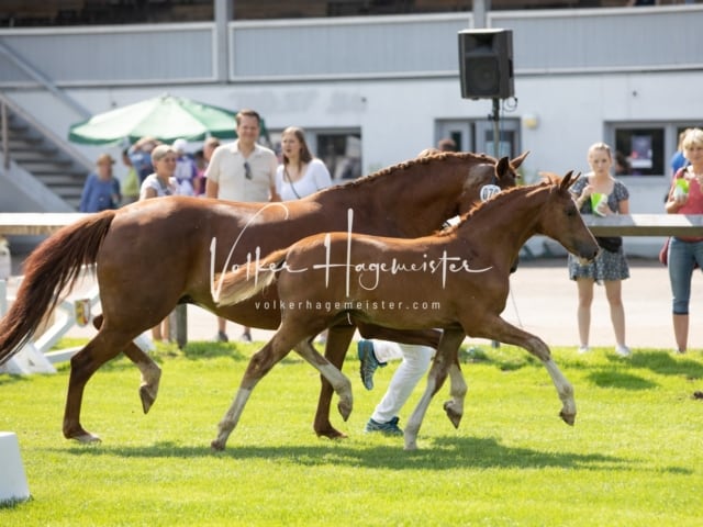Fohlenchampionat Erste Impressionen Ring 2 30
