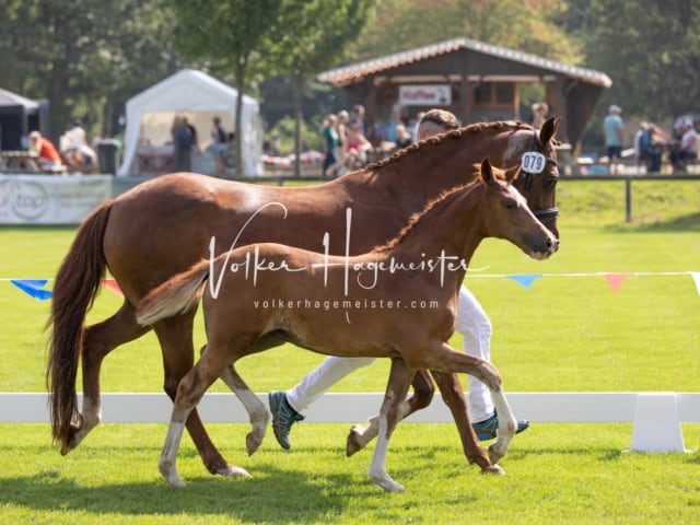 Fohlenchampionat Erste Impressionen Ring 2 1