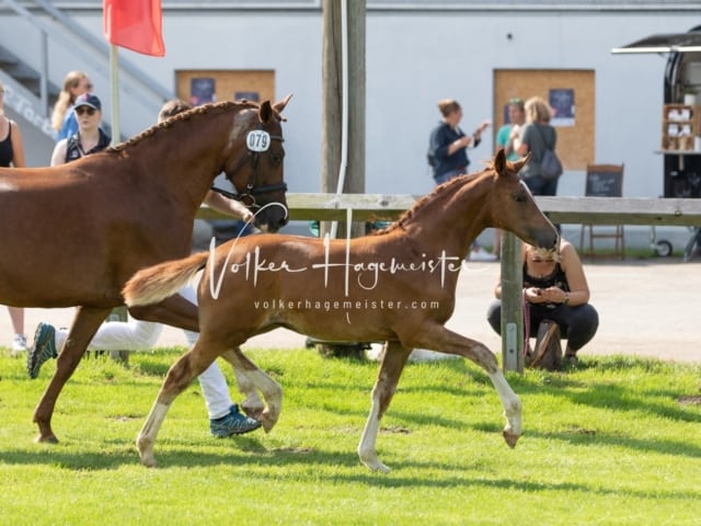 Fohlenchampionat Erste Impressionen Ring 2 2