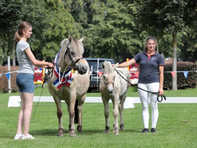 Fohlenchampionat Sieger Ring 2 23