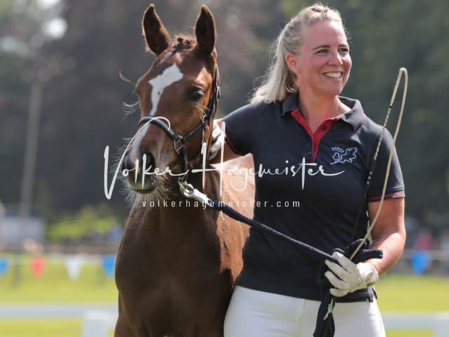 Fohlenchampionat Erste Impressionen Ring 2 3