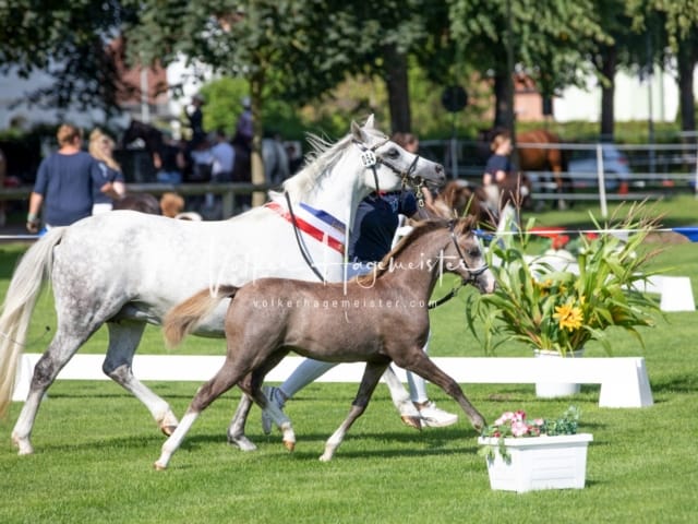 Fohlenchampionat Sieger Ring 2 26