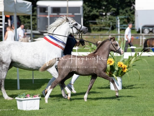 Fohlenchampionat Sieger Ring 2 27