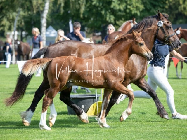 Fohlenchampionat Sieger Ring 2 30