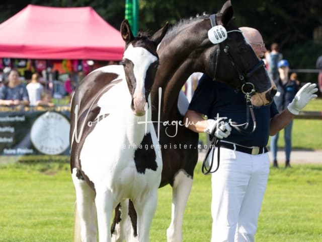 Fohlenchampionat Sieger Ring 2 9