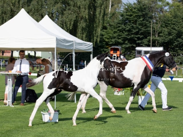 Fohlenchampionat Sieger Ring 2 15