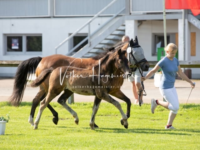 Fohlenchampionat Erste Impressionen Ring 2 9