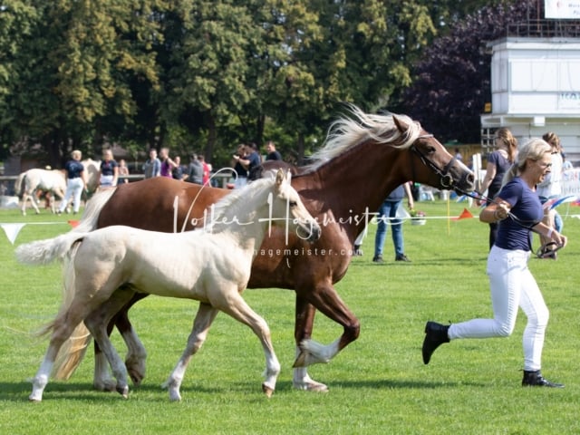 Fohlenchampionat Erste Impressionen Ring 2 14