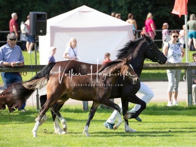 Fohlenchampionat Sieger Ring 2 17