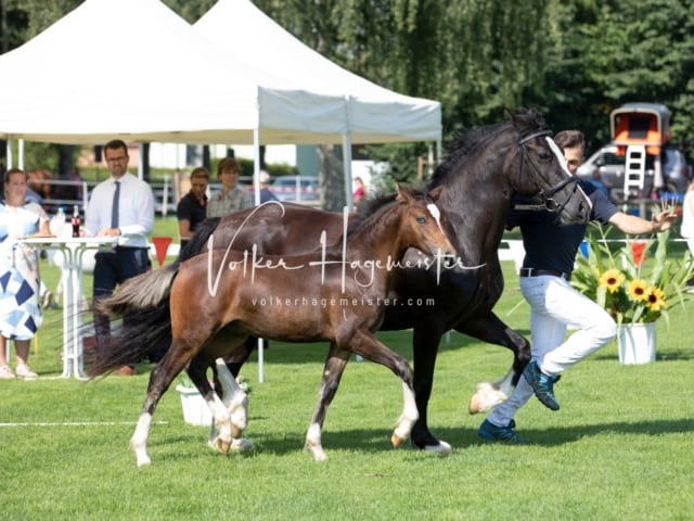 Fohlenchampionat Sieger Ring 2 18