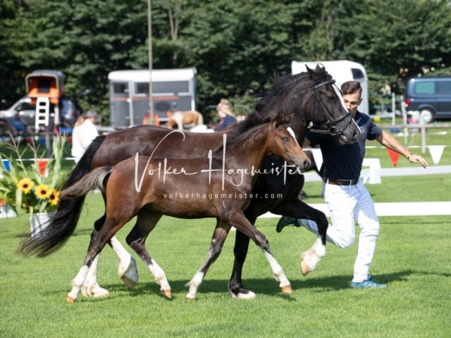 Fohlenchampionat Sieger Ring 2 19