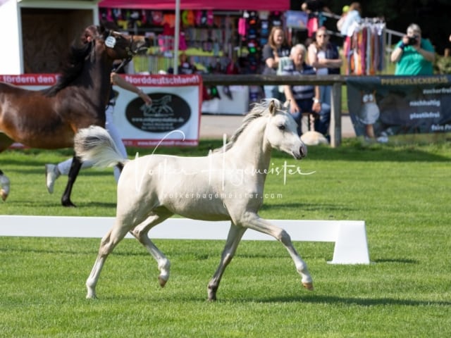Fohlenchampionat Erste Impressionen Ring 2 17