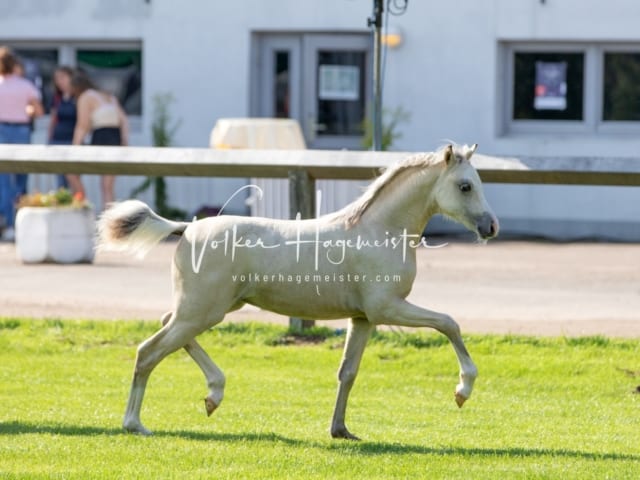 Fohlenchampionat Erste Impressionen Ring 2 18