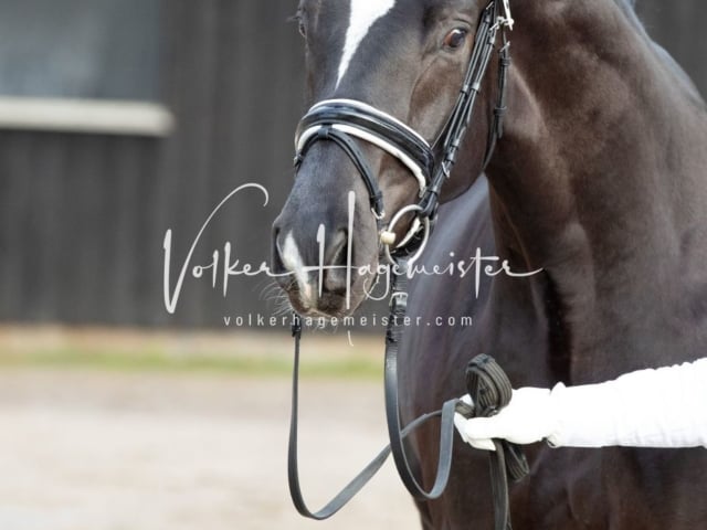 ZfdP Kranichstein Reitpferde 1