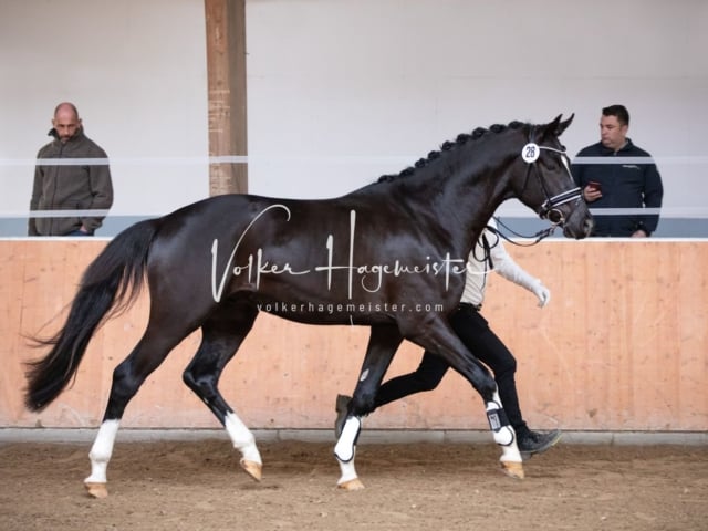ZfdP Kranichstein Reitpferde 2