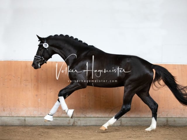 ZfdP Kranichstein Reitpferde 3