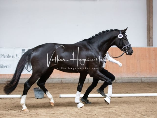 ZfdP Kranichstein Reitpferde 4