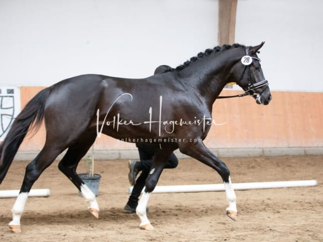 ZfdP Kranichstein Reitpferde 6