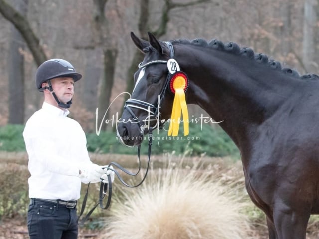 ZfdP Kranichstein Reitpferde 7