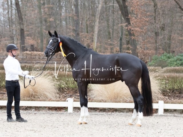 ZfdP Kranichstein Reitpferde 8