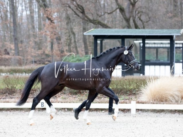 ZfdP Kranichstein Reitpferde 9