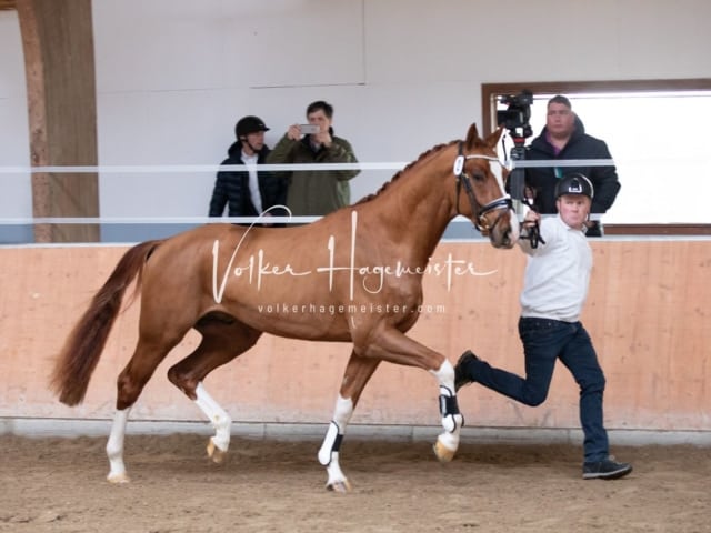 ZfdP Kranichstein Reitpferde 10