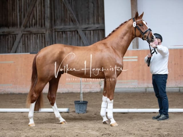 ZfdP Kranichstein Reitpferde 11