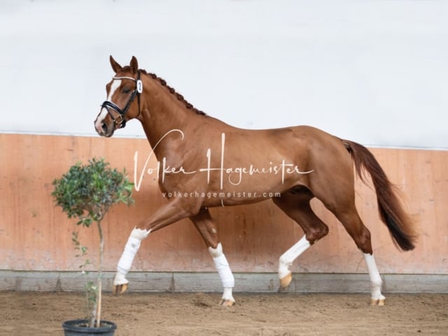 ZfdP Kranichstein Reitpferde 12