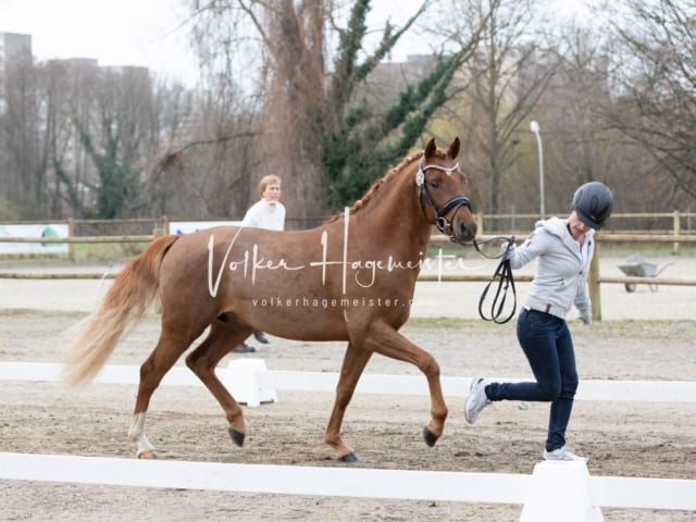 ZfdP Kranichstein Spezialrassen + Reitponys 4