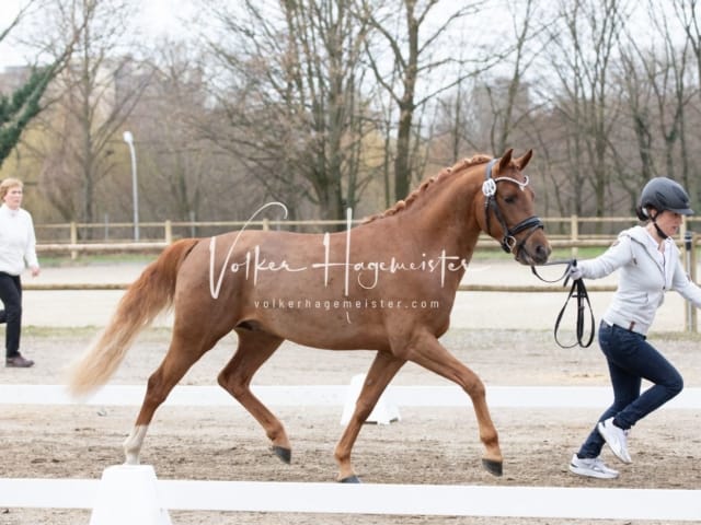 ZfdP Kranichstein Spezialrassen + Reitponys 5