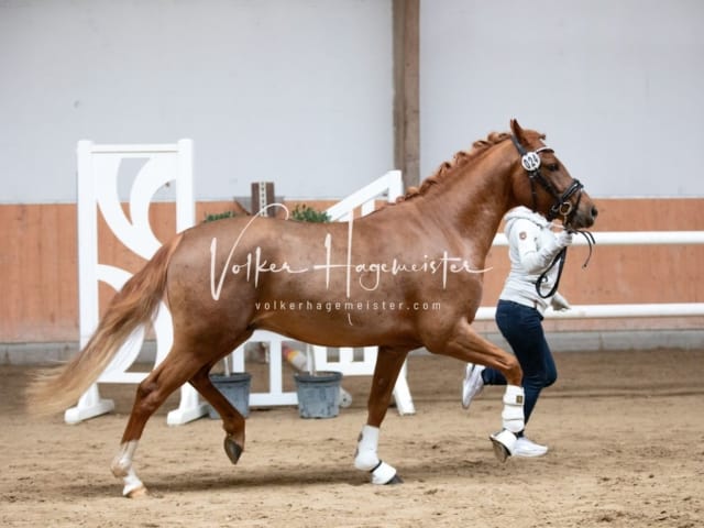 ZfdP Kranichstein Spezialrassen + Reitponys 6