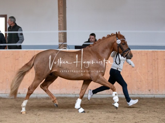 ZfdP Kranichstein Spezialrassen + Reitponys 7