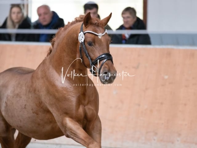 ZfdP Kranichstein Spezialrassen + Reitponys 8