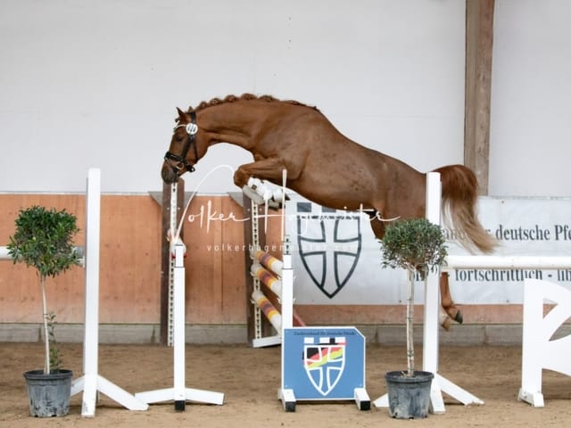 ZfdP Kranichstein Spezialrassen + Reitponys 10