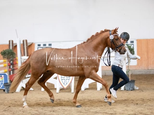 ZfdP Kranichstein Spezialrassen + Reitponys 12