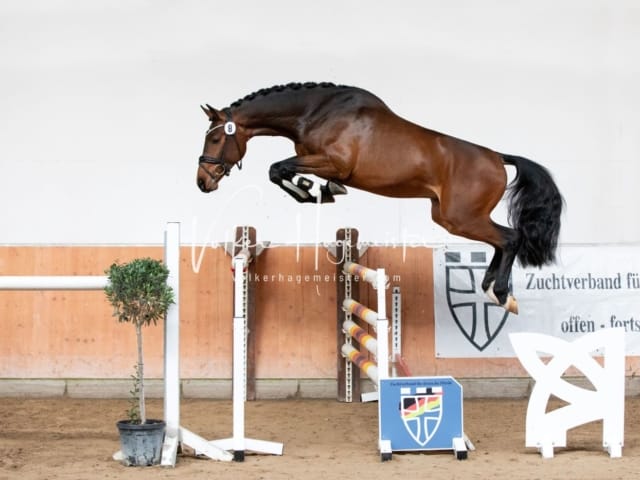 ZfdP Kranichstein Reitpferde 13