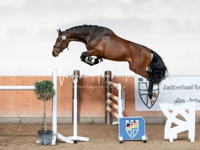 ZfdP Kranichstein Reitpferde 14