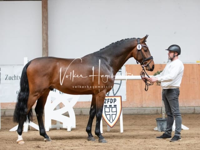 ZfdP Kranichstein Reitpferde 15