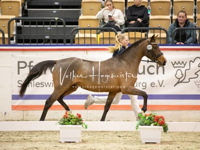Impressionen Reitponys PSB Körung 2
