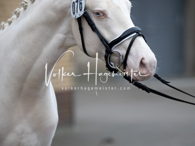 Impressionen Reitponys PSB Körung 3